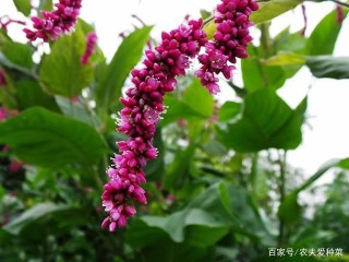濕潤河邊的小植物，一點不起眼，卻是“釀酒”好原料，盆栽也美