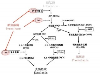 天生皮膚黑、黃，怎麼調理才能變白？這份科學美白攻略，少不了！
