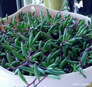 新手小白養花：盆栽裸根植物該注意什麼？牢記3點不白花錢