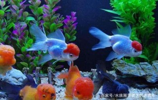 魚友如何選擇線上銷售觀賞魚的商家？