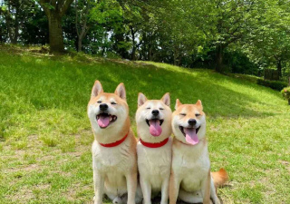 養一只柴犬和養三只柴犬的快樂一樣嗎？