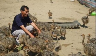 一隻能賣8千元，種苗600元一隻，很少人見過，可參考養殖嗎？