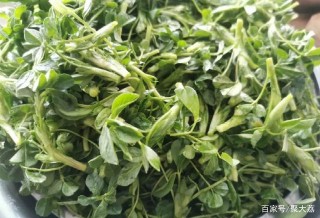 【陝西美食】苜蓿菜卷