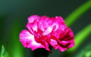 心理測試：你認為哪朵花會最先凋謝？測試你的第六感準不準？