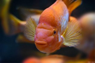 水族老青年告訴你如何區分雌雄同態觀賞魚的性別