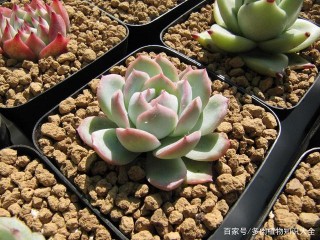 多肉玩家初印象，記錄盆栽的成長記錄