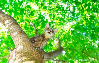 地球危險了？貓科動物集體向高處遷移，科學家警告：人類早該重視