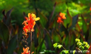 10月初，前緣乘風來，深情已刻骨，將牽手前任，舉案齊眉的4星座