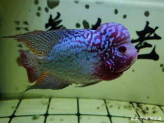 不是說飼養羅漢魚不需要加蓋，是有原因的