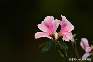 下個月，紅鸞星動，有望舊愛回頭變真愛，和前任重歸於好的三星座