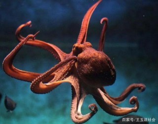 章魚還是地球生物？種種證據表明科學家的懷疑可能是正確的