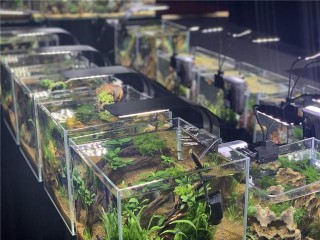 周末去哪兒？“穗康”預約參觀頂級觀賞魚藝術盛宴