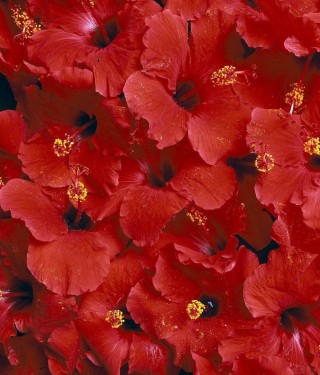 236、七絕·紅芙蓉  ——百花之五十八