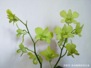 花開不敗，與你相約植物盆栽盛開時