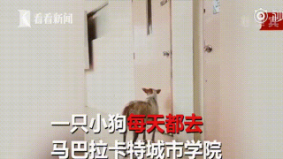 淚目！狗狗不知人類好友病逝，每天到教室外等教授下課