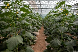 山東籍院士，帶給百姓一道主菜，占全國80%，月初他走了