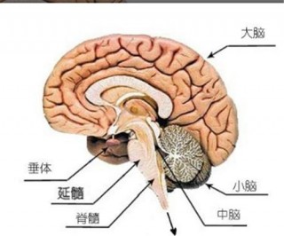人被斬首後，還有意識存在嗎？法國科學家拿自己做實驗，代價太大