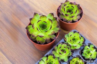 考研分享：周雲龍《植物生物學》第3版配套題庫！——才聰學習網