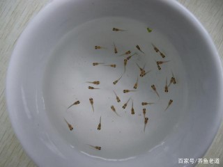 繁殖的小魚苗越來越瘦，一直不見長，原因在哪裏？