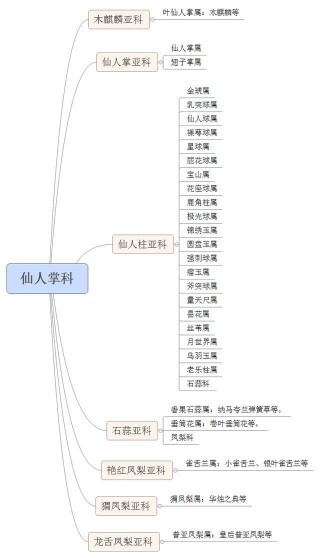 多肉的種類：你絕對想不到，仙人掌們居然是多肉界的「二哥」！