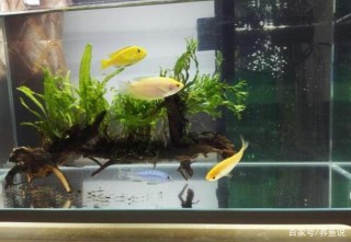 大魚缸的開缸核心問題與操作，可別養水兩三天就以為
