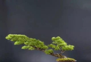 風吹式盆景製作技法