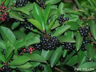 創園人園林：50種精彩紛呈的園林綠化常用植物大全，你收藏了嗎？