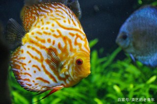 判斷觀賞魚是否患病的九大特征