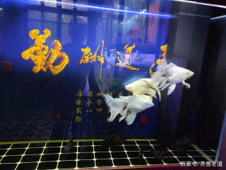 觀賞魚的體色變化與蹭缸問題，為什麼不斷有魚友前來咨詢？