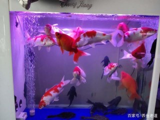 消除觀賞魚的入缸恐懼症，只要方法得當，不是什麼難