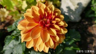 12月，風雨不改，愛你依然，三大星座深情相擁，和舊愛白頭相守