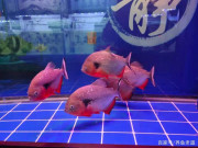 給魚缸換水後，為什麼觀賞魚會精神不振，魚缸的水質更差了呢？