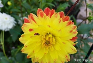 十二宮運勢：9月好運，幸運登門，四個星座的日子越來越好
