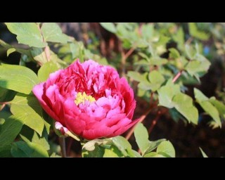 有點意外！泉城公園的牡丹花開了