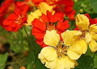 懂了方法，讓旱金蓮四季開花並不難！