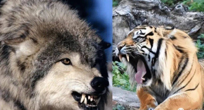 猛虎架不住群狼？事實上不到萬不得已二者可能不會發生沖突！