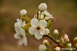 十月下旬四星座運勢：桃花運勢不可擋，良緣撲面而來，將找到真愛