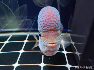 做啥都不容易啊，看看一位觀賞魚自媒體作者的遭遇