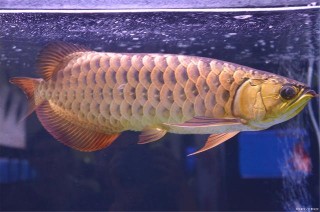 風水魚真存在？魚缸放幾條風水魚好？哪些觀賞魚是真正的風水魚？