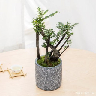 小葉紫檀：盆栽做到此2點，枝葉可散發出香味，讓人神清氣爽