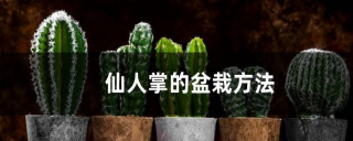 仙人掌的盆栽方法