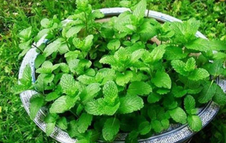 夏天這些花愛“喝水”，一天澆一瓢水，葉片油綠猛開花_花卉_植株_薄荷