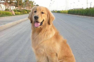 抱歉，這輩子我只愛養“金毛犬”，其他狗狗都沒興趣