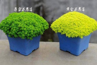最搶鏡的多肉植物護盆草，好看還容易爆盆！