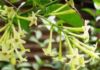 夜來香這麼美的植物，有誰不想養？
