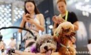 沒有人對流浪貓或狗的傷害負責？