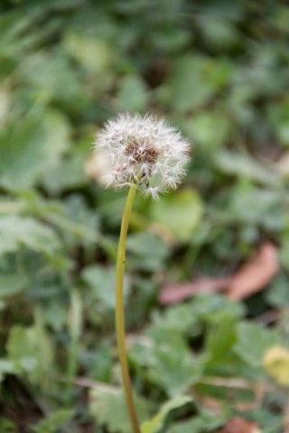 這五種直根系植物，詳細的日常管理，全能科普來了