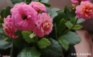 下周起，喜鵲報喜，姻緣隨風而來的3星座，牽手一生，相濡以沫