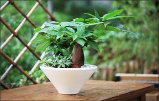 今年春節送禮送什麼？當然是寓意吉祥的花卉盆栽啦！寓意好還便宜！