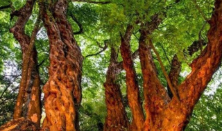 地球上超大的5棵樹：一棵重2800噸、一棵獨占8畝地，看完長見識了